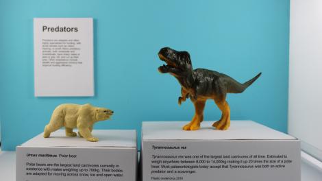 Toy polar bear and dinosaur with labels